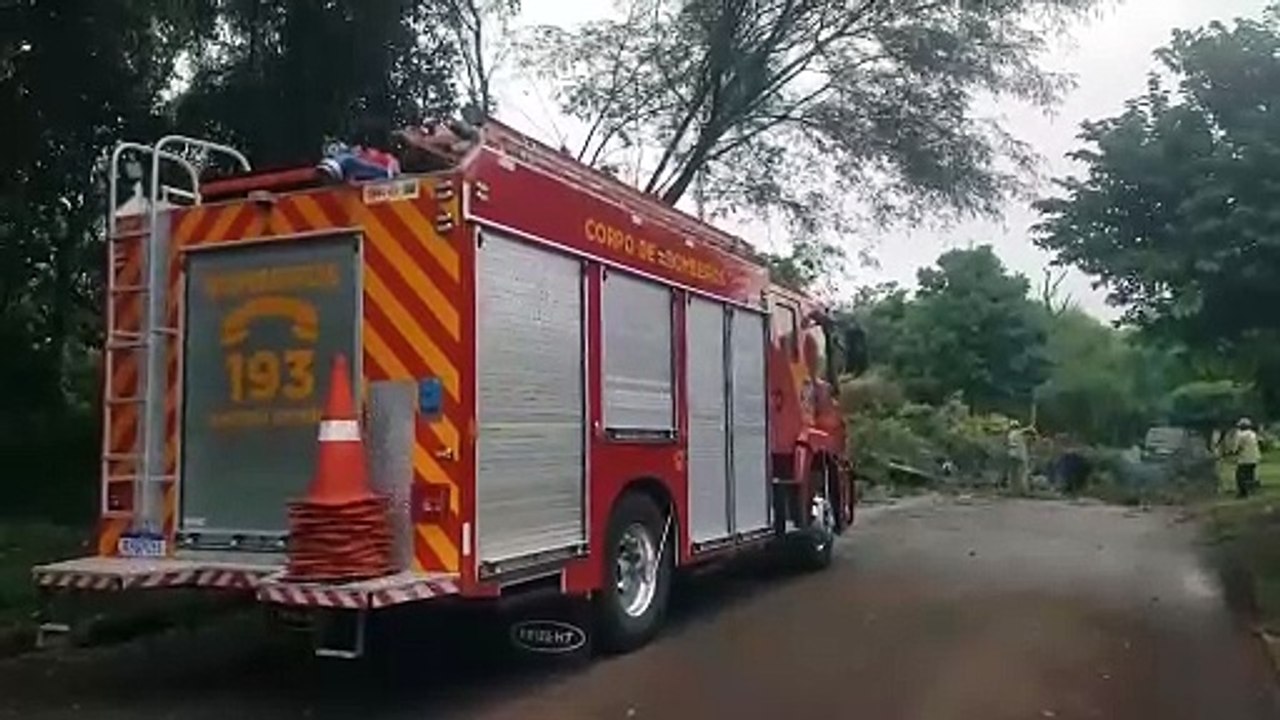 Árvore cai e bloqueia trânsito na Região do Lago