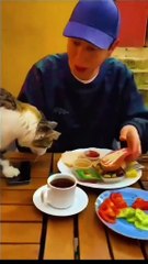 Funny Animal Videos Compilation 2025 -funny cats Random - funny dogs video