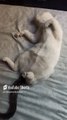 😻 Mi Gato Pernanca y la Gata Bombay Descansan con sus Gatitos Creciendo Adorable Familia 🐾✨ #Shorts