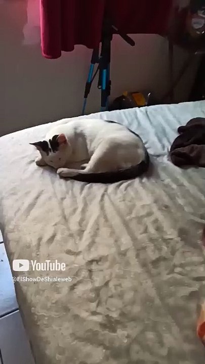 🐱💤 Gato Pernanca y Gata Bombay Descansando Junto a sus Adorables Gatitos Peluditos ❤️ #Shorts