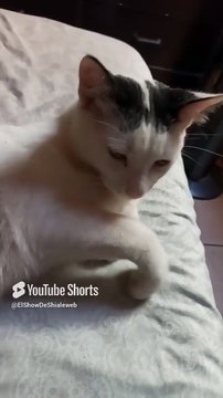 🛏️🐱 Gato Pernanca, Gata Bombay y sus Gatitos Descansando ¡Una Familia Peluda y Feliz! ❤️ #Shorts