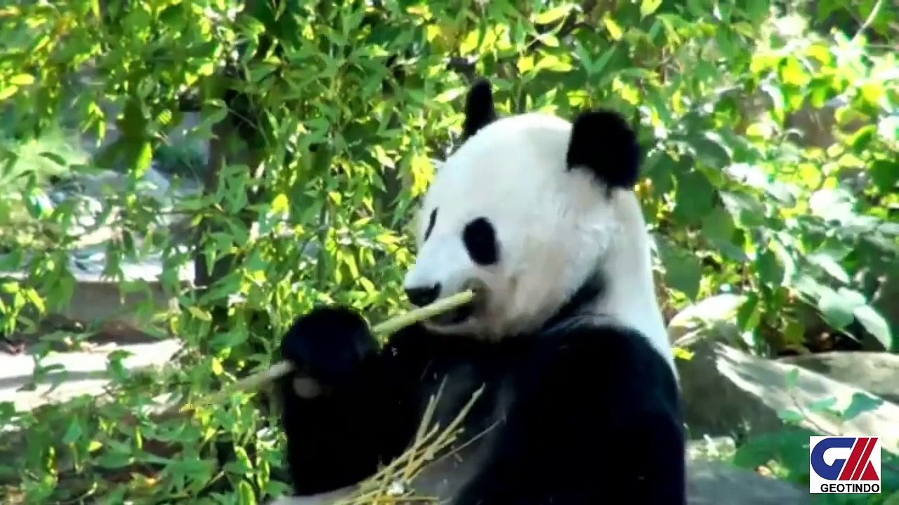 BEAUTIFUL ANIMAL MOMENTS2 (FINISH)