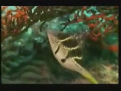 Video la illaha ila allah - islam, anachid, nasheed, anashee