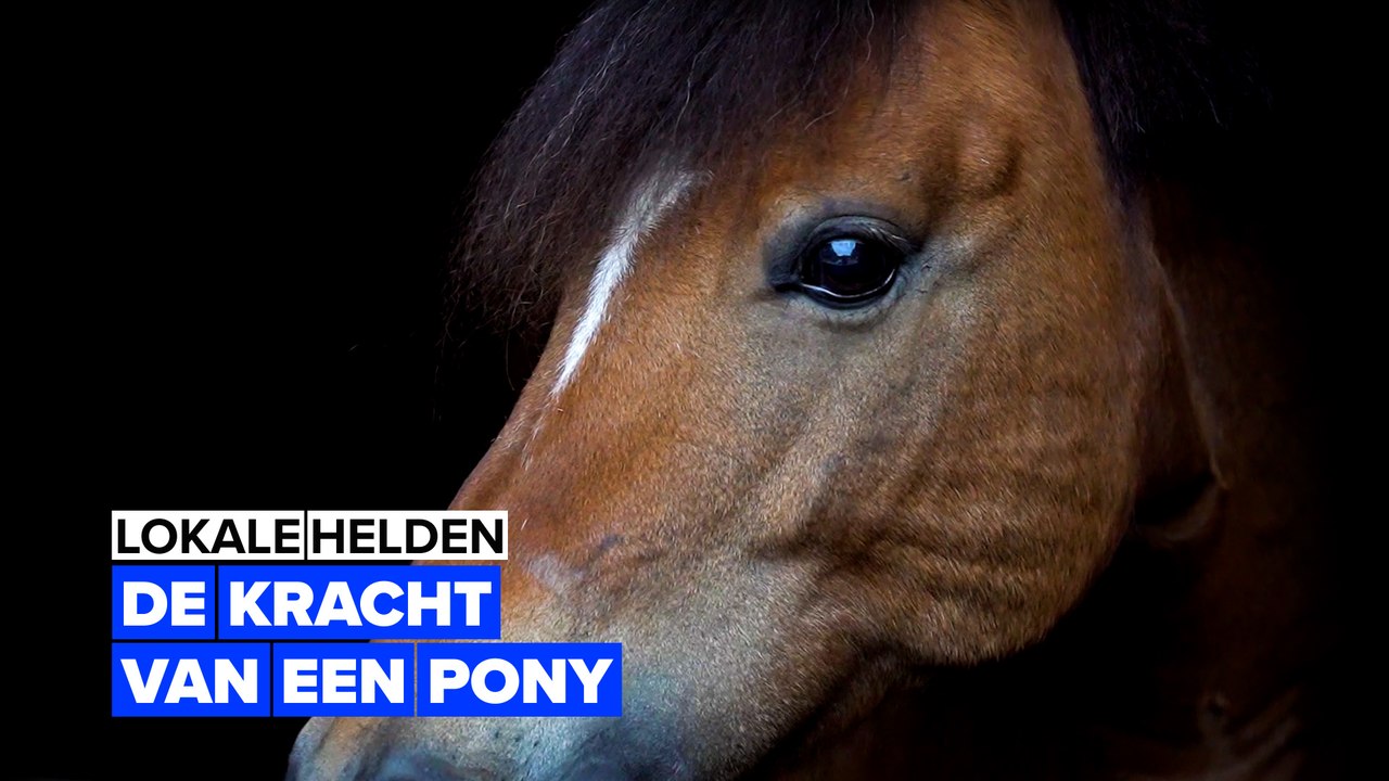 Lokale helden: Pony therapie