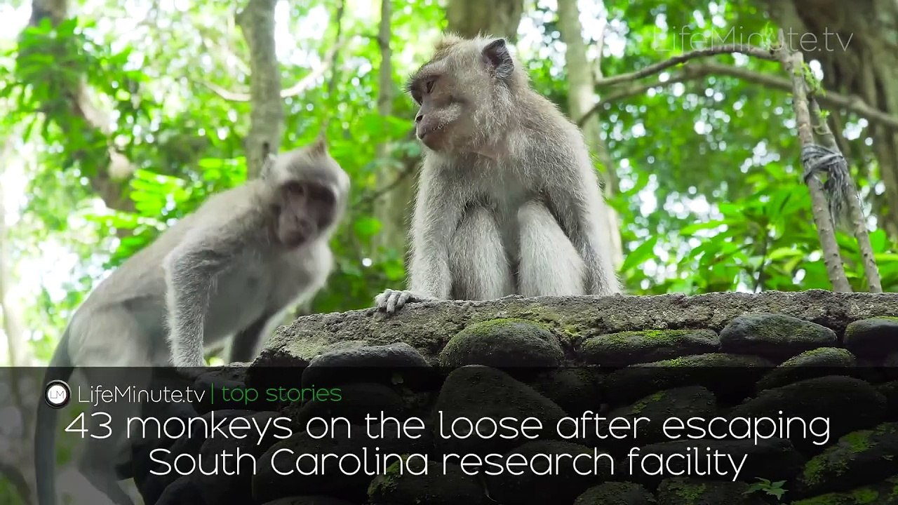 Olympic Breakdancer Raygun to Retire From Dancing Competitively, Artem Chigvintsev Claims $100k Income Loss After Arrest, 43 Monkeys Escape South Carolina Research Facility