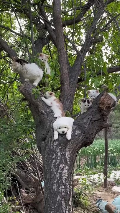 “cutecats” #funny #funnyvideo #funnyanimals #funnyshorts #cat #cutecat #funnycats