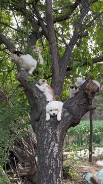 “cutecats” #funny #funnyvideo #funnyanimals #funnyshorts #cat #cutecat #funnycats