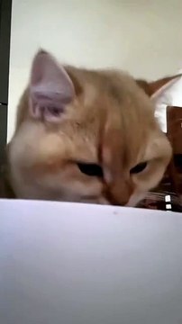 “cutecats” #funny #funnyvideo #funnyanimals #funnyshorts #cat #cutecat #funnycats