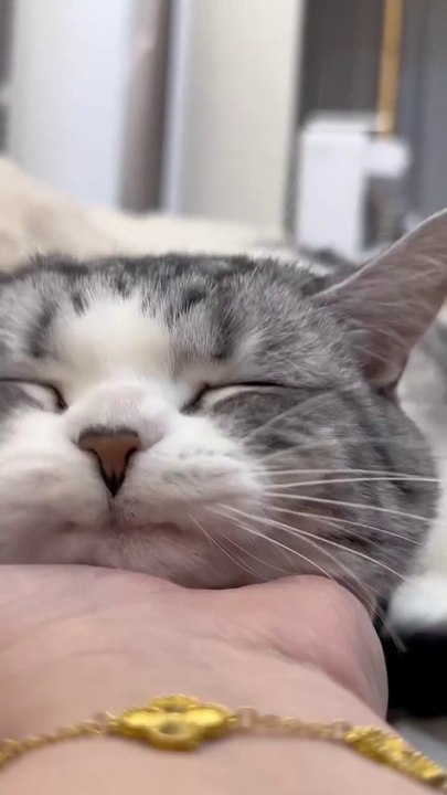 “cutecats” #funny #funnyvideo #funnyanimals #funnyshorts #cat #cutecat #funnycats