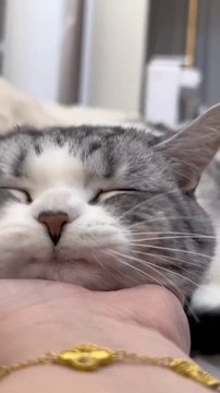 “cutecats” #funny #funnyvideo #funnyanimals #funnyshorts #cat #cutecat #funnycats