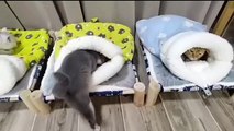 “cutecats” #funny #funnyvideo #funnyanimals #funnyshorts #cat #cutecat #funnycats