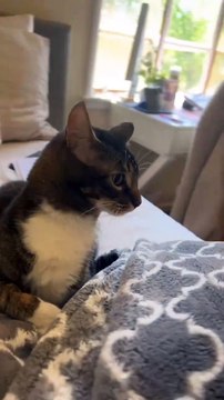 “cutecats” #funny #funnyvideo #funnyanimals #funnyshorts #cat #cutecat #funnycats