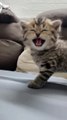 “cutecats” #funny #funnyvideo #funnyanimals #funnyshorts #cat #cutecat #funnycats