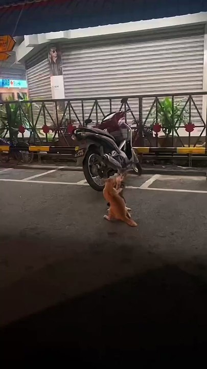 “cutecats” #funny #funnyvideo #funnyanimals #funnyshorts #cat #cutecat #funnycats
