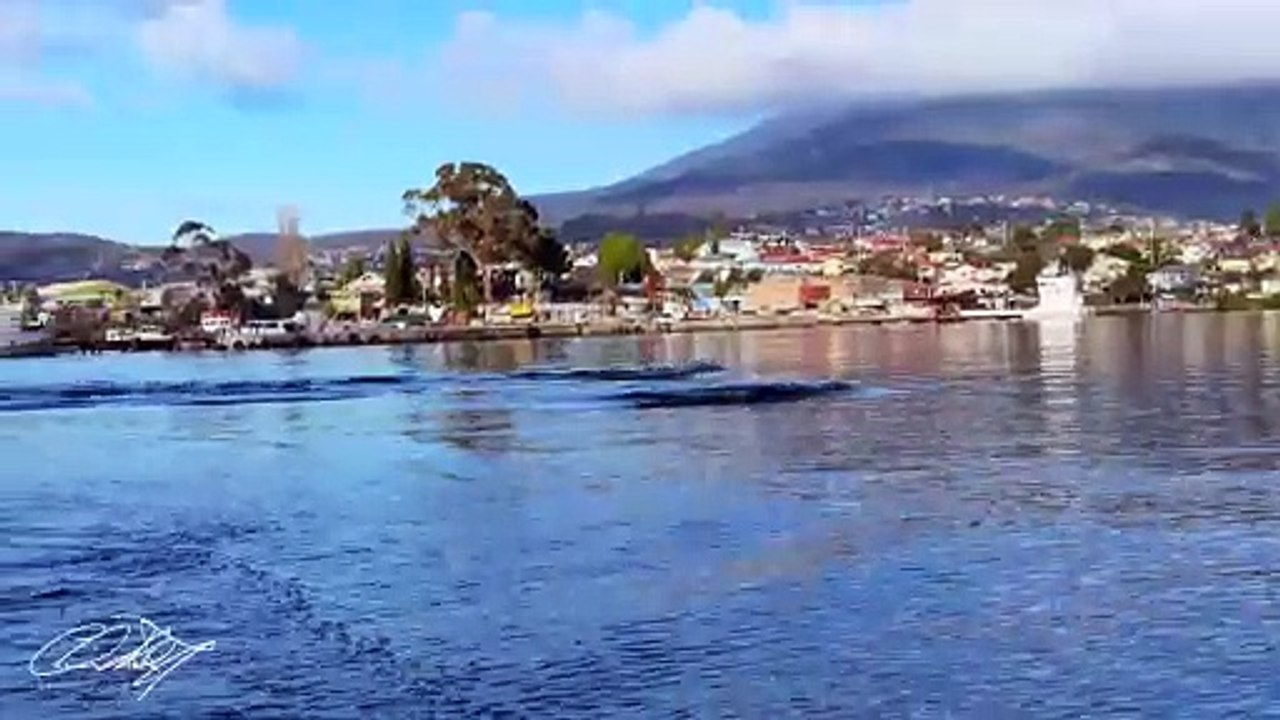 Dolphins in Prince of Wales Bay Marina, Hobart Tasmania