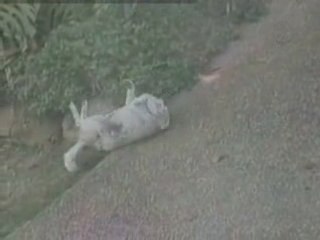 Comment se gratte un chien fainéant