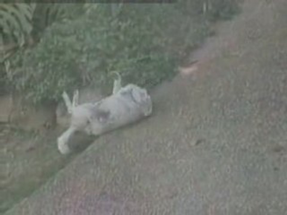 Comment se gratte un chien fainéant