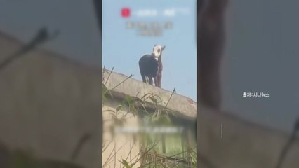 [나우쇼츠] "보기만 해도 아슬아슬"...3층 높이 지붕에 올라간 소 / YTN