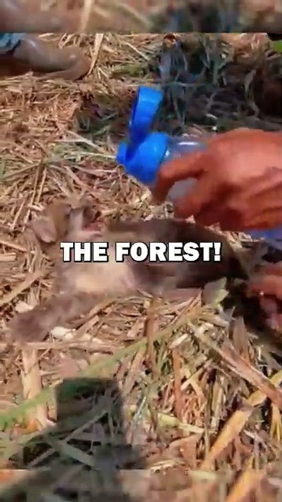 RESCUING BABY PUMA?! #animalstories #animals #animalrescue #cute #pets