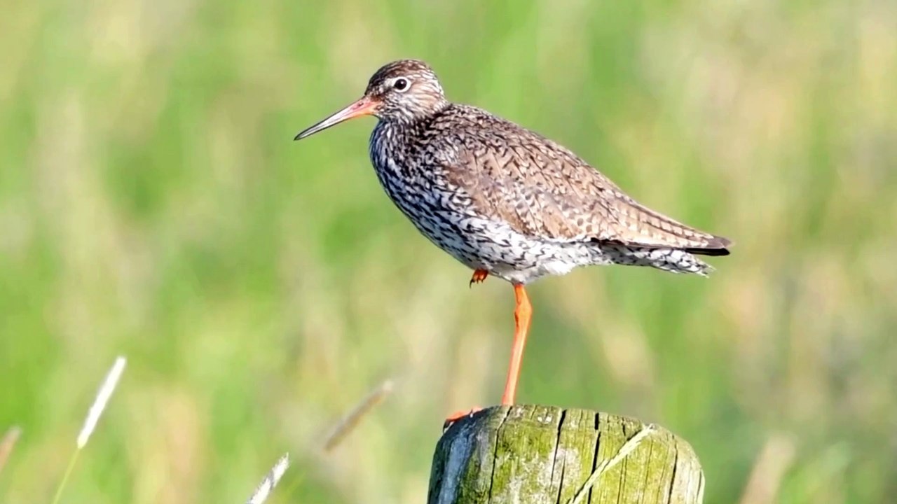 The Redshank: Close Up HD Footage (Tringa totanus)
