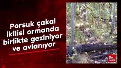 Porsuk çakal ikilisi ormanda birlikte geziniyor ve avlanıyor