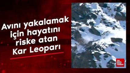 Avını yakalamak için hayatını riske atan bir Kar Leoparı