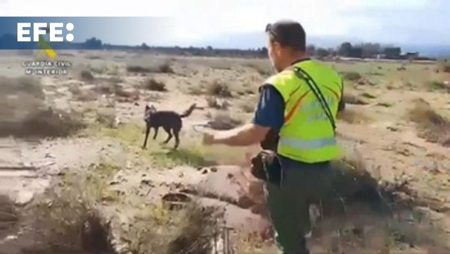 Labores de búsqueda en la zona del barranco de los Pelos en Chiva (Valencia)