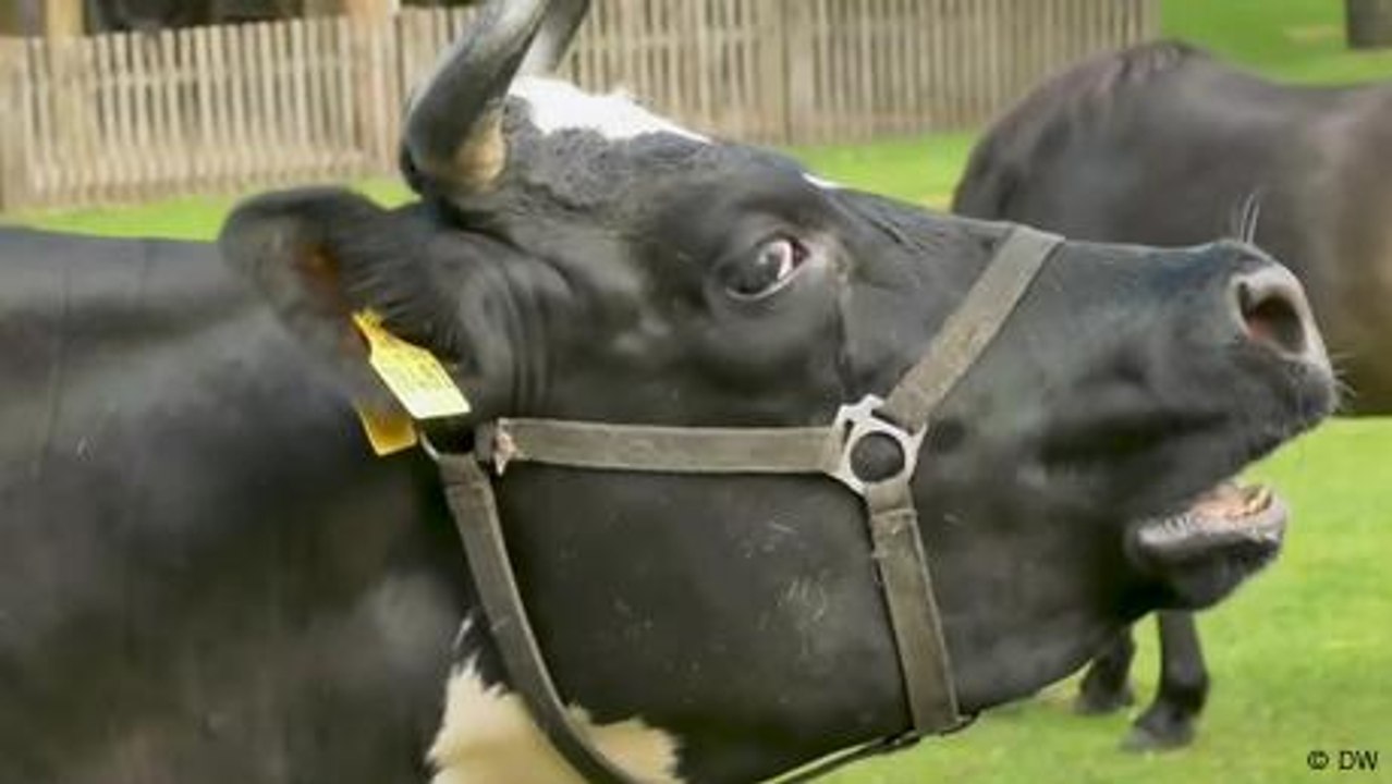 Dänemark erhebt Klimasteuer auf rülpsende Kühe