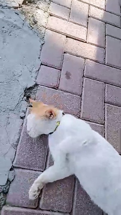 Cat sleep