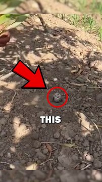 ROADRUNNER EGG! #animals #animalstories #pets #cuteanimals #cute #animalrescue