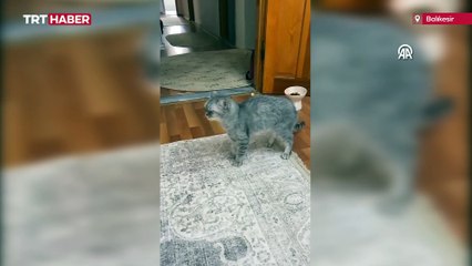 Sürekli hapşıran kedi sağlığına kavuştu