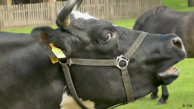 Danish farmers to pay climate fee for methane-burping cows