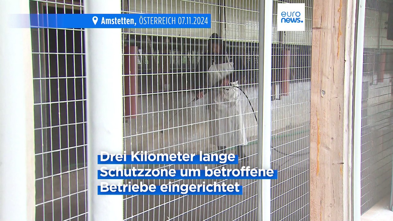 Ganz Österreich zum Vogelgrippe-Risikogebiet erklärt: Fast 200.000 Hühner gekeult