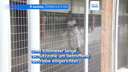 Ganz Österreich zum Vogelgrippe-Risikogebiet erklärt: Fast 200.000 Hühner gekeult