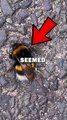 RESCUING BEE! #shorts #animals #animalstories #pets #cute #animalrescue
