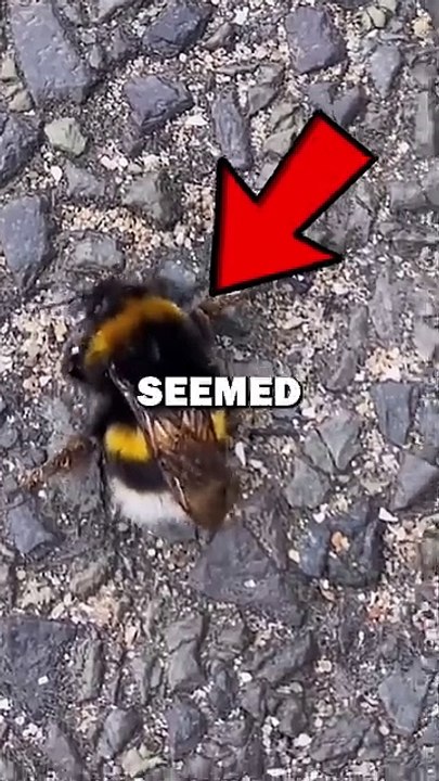 RESCUING BEE! #shorts #animals #animalstories #pets #cute #animalrescue