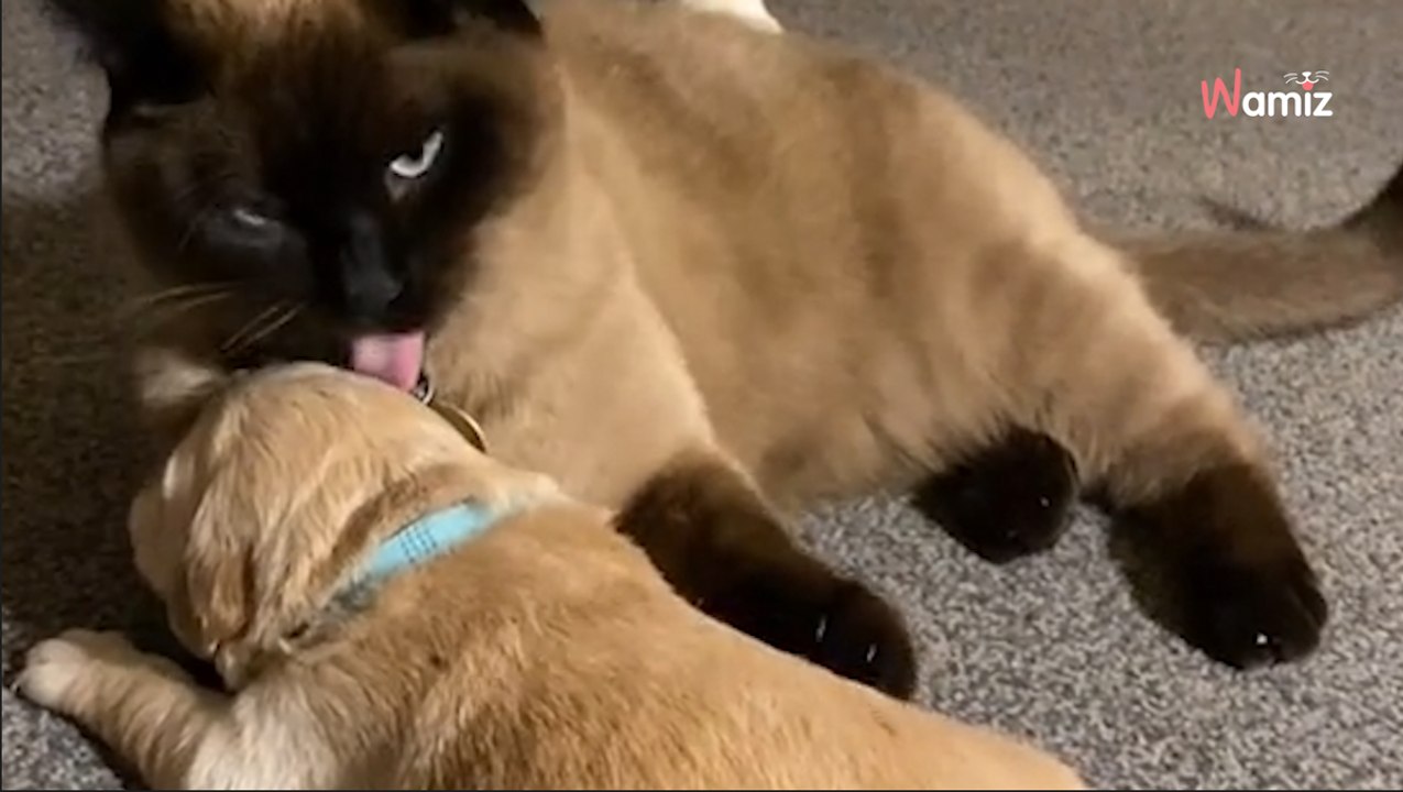 Kleiner Golden Retriever winselt: Wie die Katze reagiert, zieht Millionen in den Bann