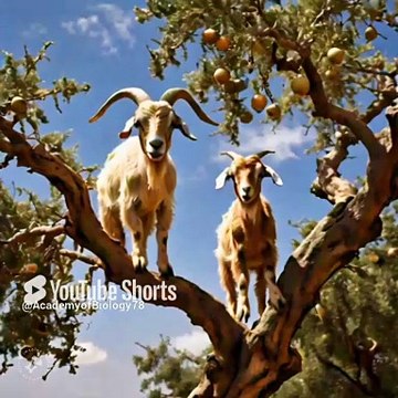 tree climbing goats | aisi bakriyan jo darakhton pay charti hay | goats climb tree in Morocco