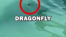 RESCUING DRAGONFLY! #shorts #animals #animalstories #cute #animalrescue