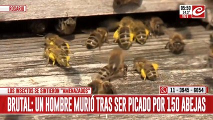Tremendo: hombre murió tras ser picado por más de 150 abejas