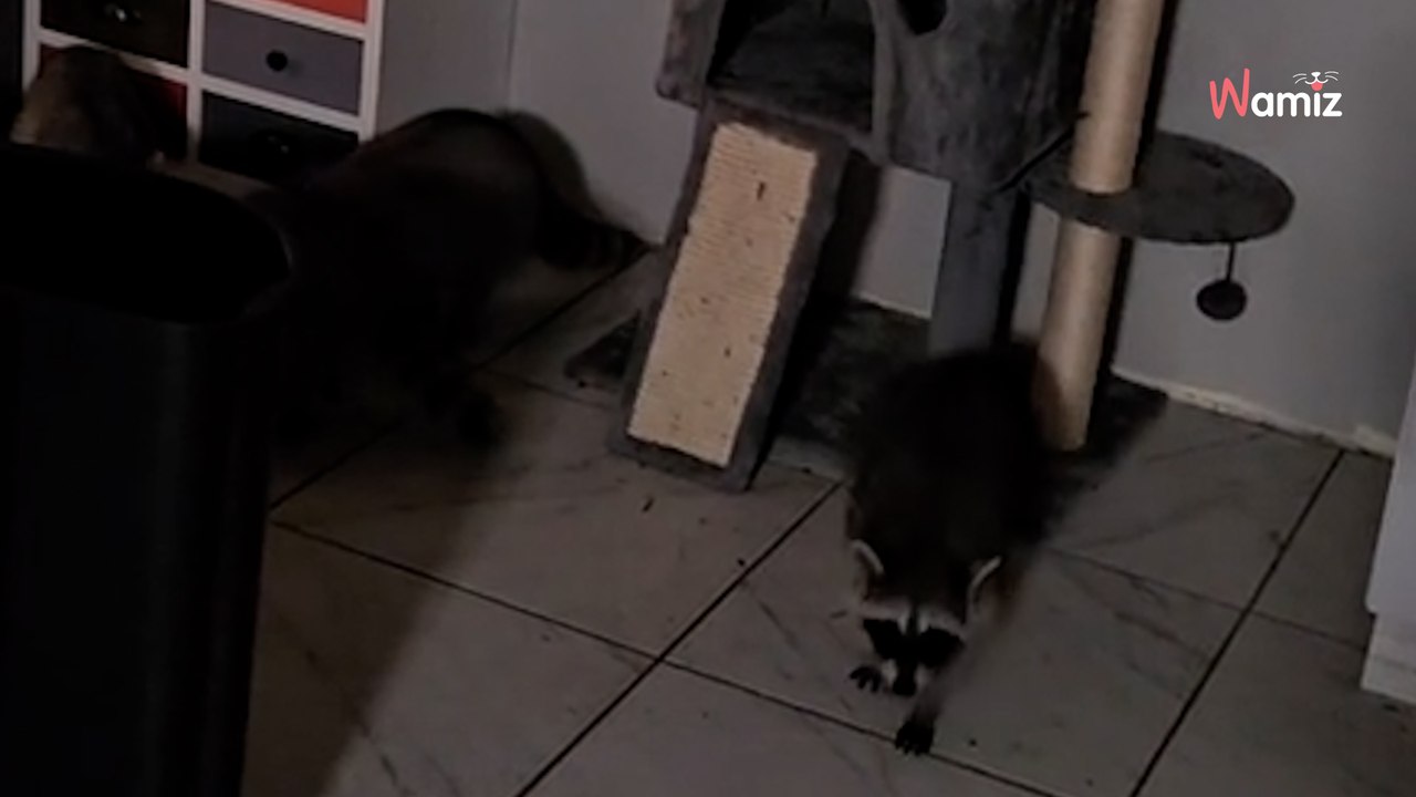 Elle installe une chatière pour ses chats : 3 semaines après des visiteurs inattendus surgissent (Vidéo)