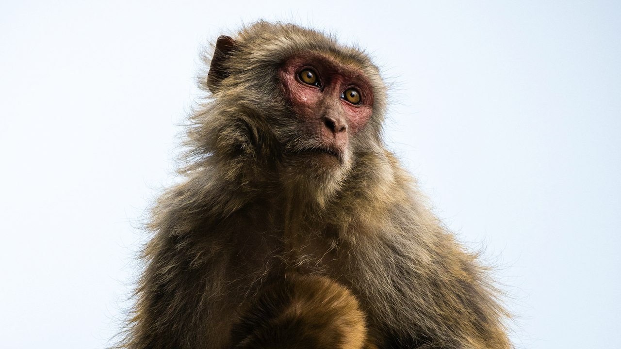 43 singes s'échappent d'un laboratoire de recherches