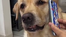 Funny dog