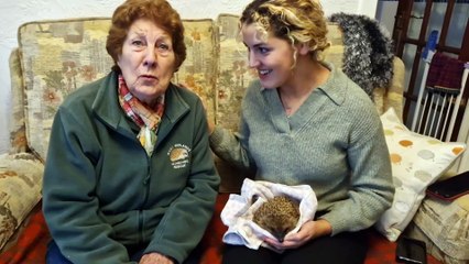 I met the founder of a West Midlands hedgehog rescue charity