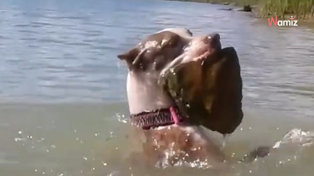 Video. Guarda il suo cane nuotare sott'acqua: il suo cuore si blocca quando non lo vede riaffiorare