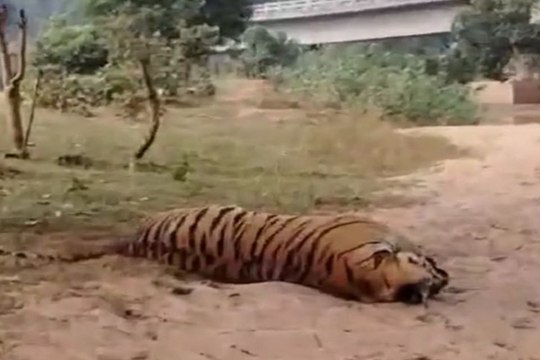 Breaking news: गुरु घासीदास नेशनल पार्क में मिला टाइगर का शव, मचा हडक़ंप, पहुंची फॉरेस्ट की टीम
