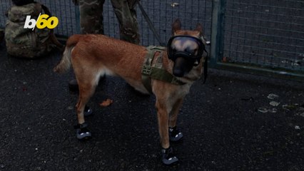 These Dogs Are Training to Serve in the UK Military