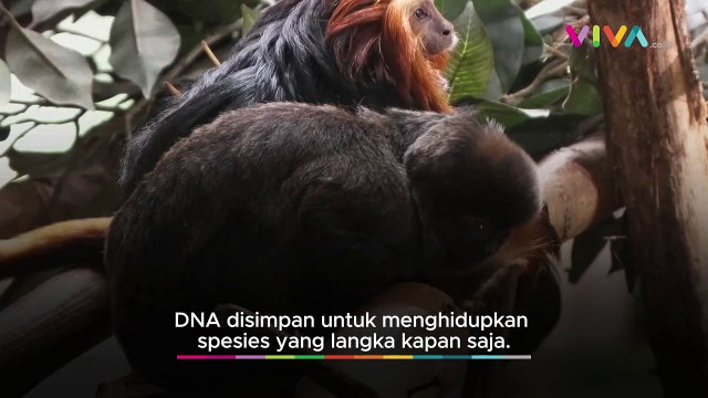 Kebun Binatang London Simpan DNA untuk Hidupkan yang Punah