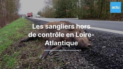 Les sangliers hors de controle en Loire-Atlantique