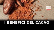 Le potenzialità del cacao per la nostra salute: lo studio dell'Università dell'Aquila